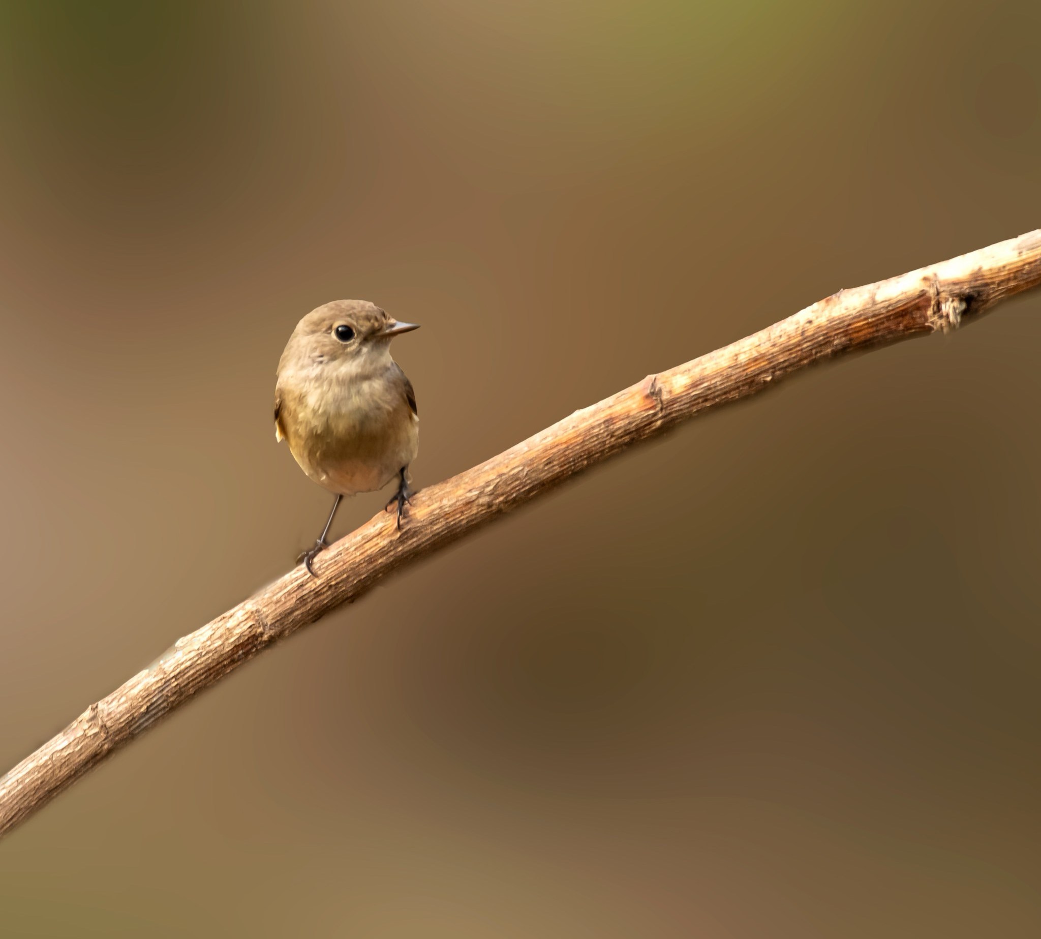 Robin Bird on a dry branch